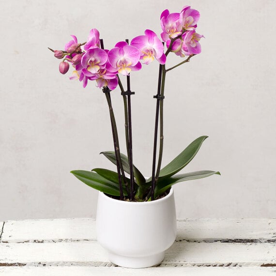 Phalaenopsis Orchid in Ceramic Pot