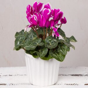 Pink Cyclamen in Ceramic Pot