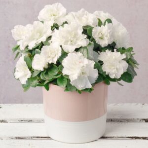 White Azalea in Ceramic Pot