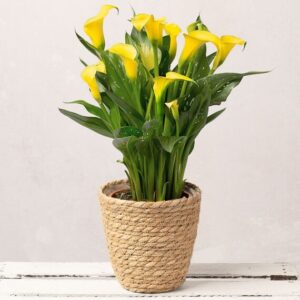 Yellow Calla Lily in Seagrass Pot