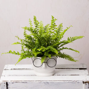 Boston Fern in Ceramic Face Pot